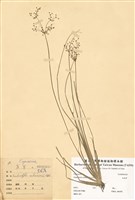 藏品(四稜飄拂草)的圖片
